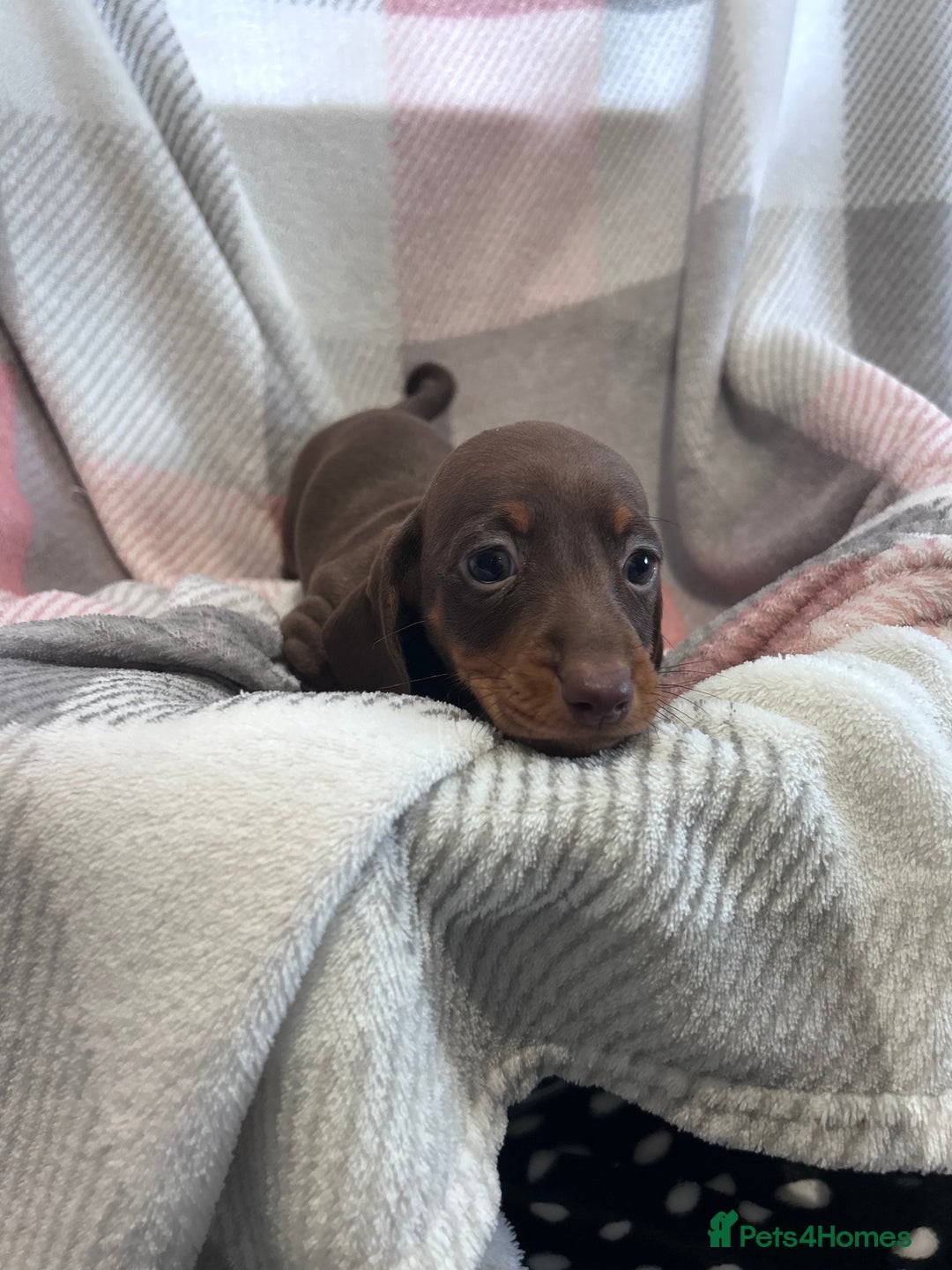 Dachshund dogs for sale: Dachshund puppies - Image 7