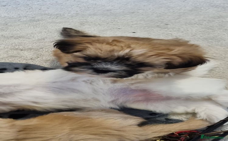 Shih Tzu dogs - Advert 1