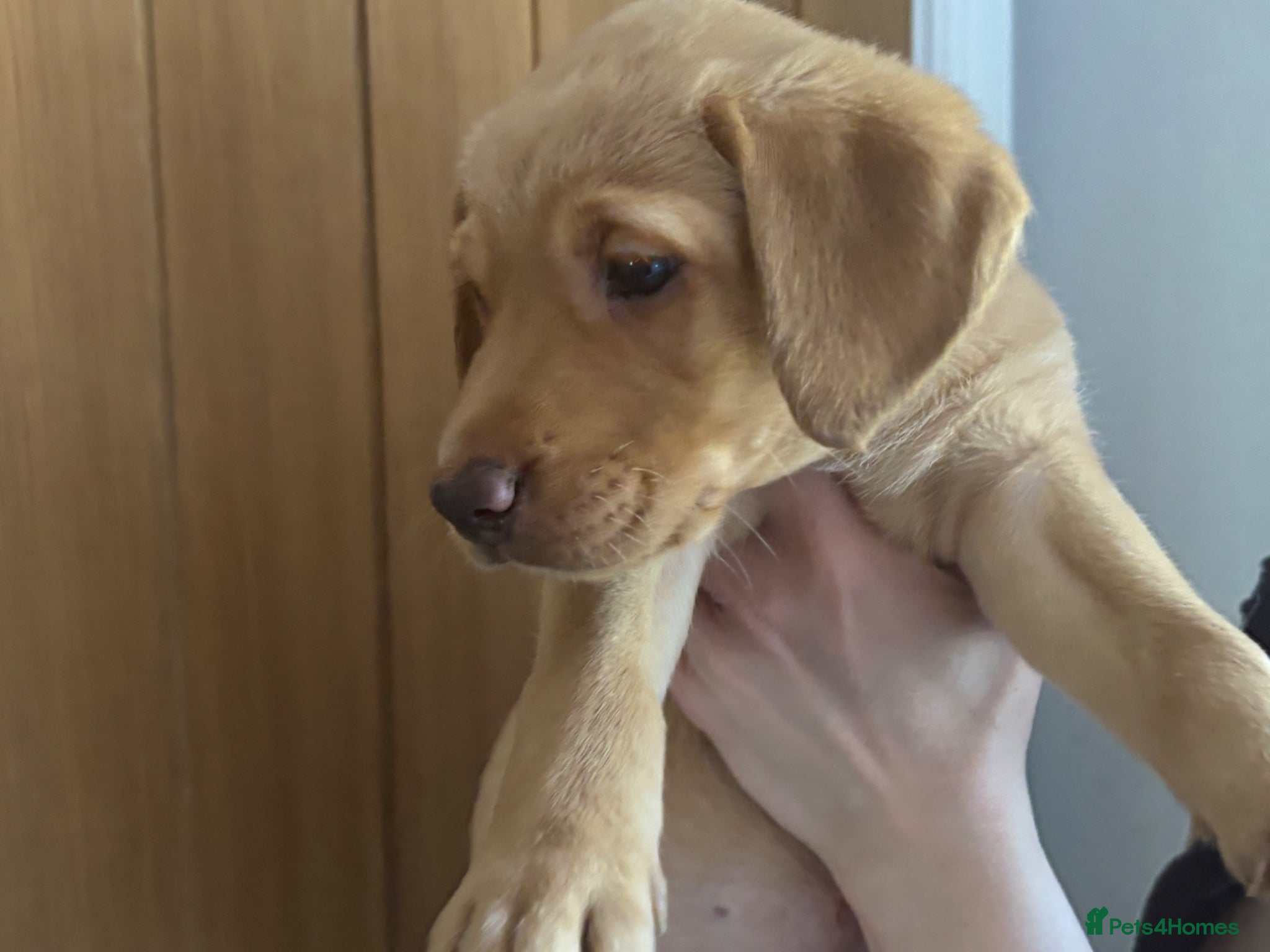 Labrador Retriever dogs KC Reg Labrador Fox Red last boy left/girlpending  - Advert 12