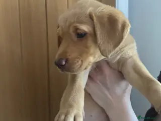 Labrador Retriever dogs KC Reg Labrador Fox Red last boy left/girlpending - Advert 12