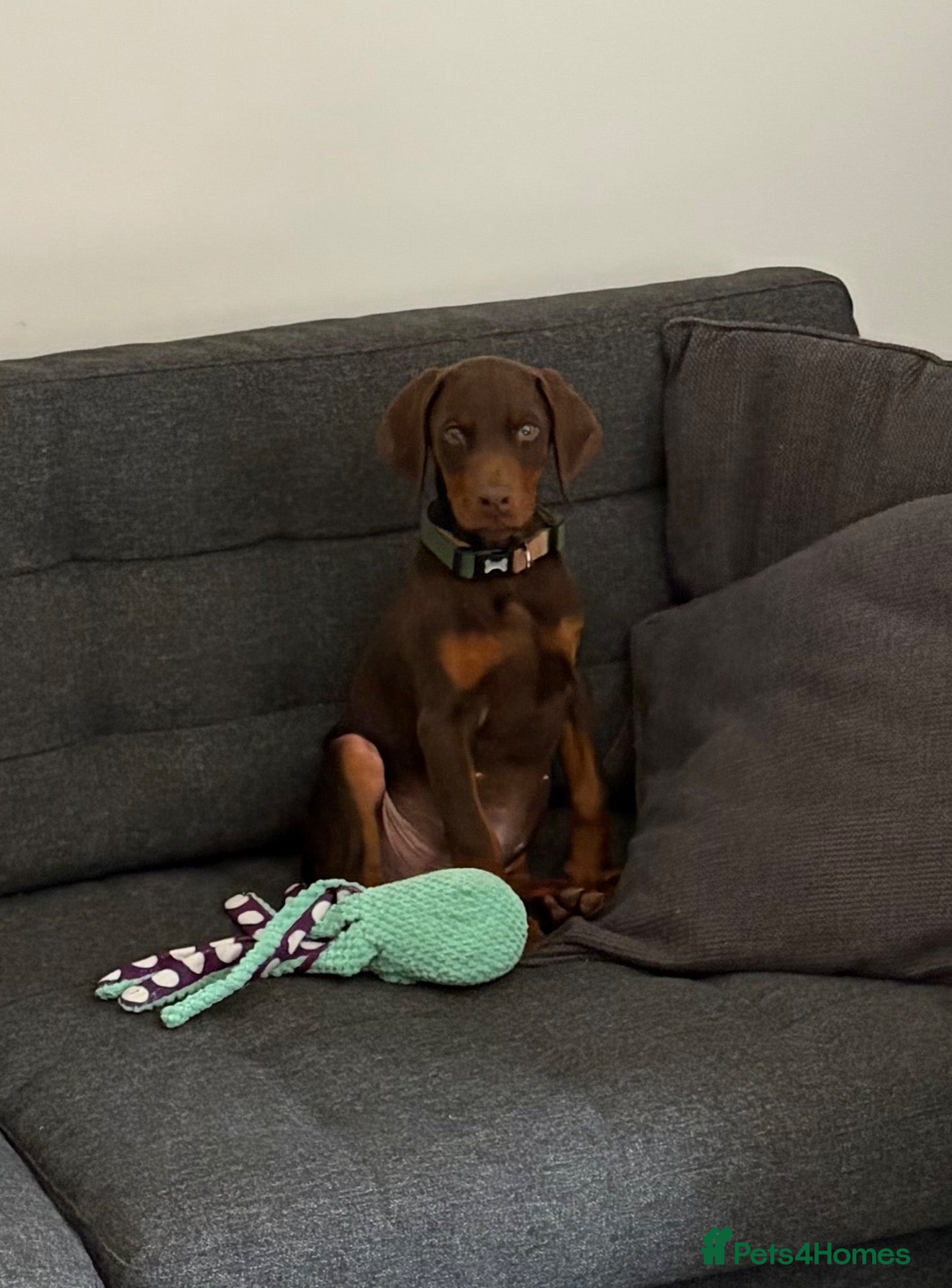 Dobermann dogs for sale: Male Doberman - Advert 8