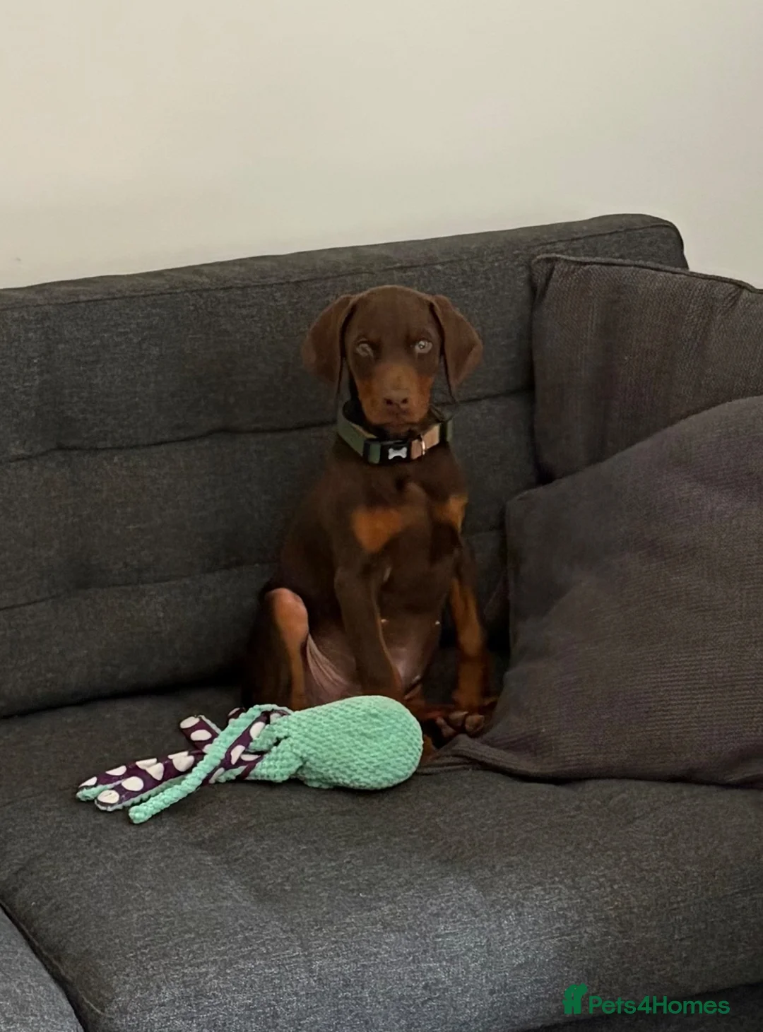 Dobermann dogs for sale: Male Doberman in Wellingborough - Advert 1