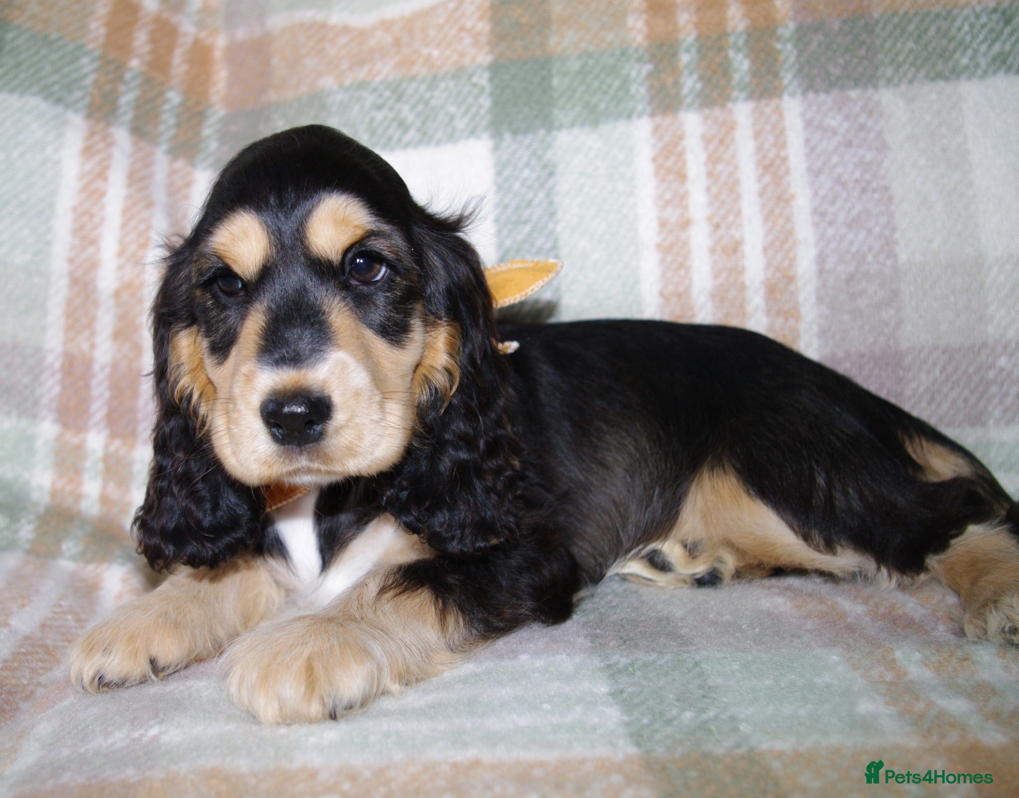 Cocker Spaniel dogs Beautiful Show Cocker Spaniel Puppies  - Advert 1