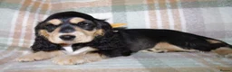 Cocker Spaniel dogs for sale: Beautiful Show Cocker Spaniel Puppies  - Advert 15