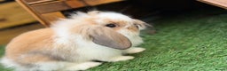 Mini Lion Lop rabbits for sale: Baby lion lops  - Advert 6