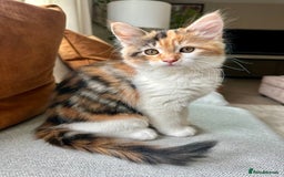 Mixed Breed cats for sale: Mainecoon mix kitten - Image 3