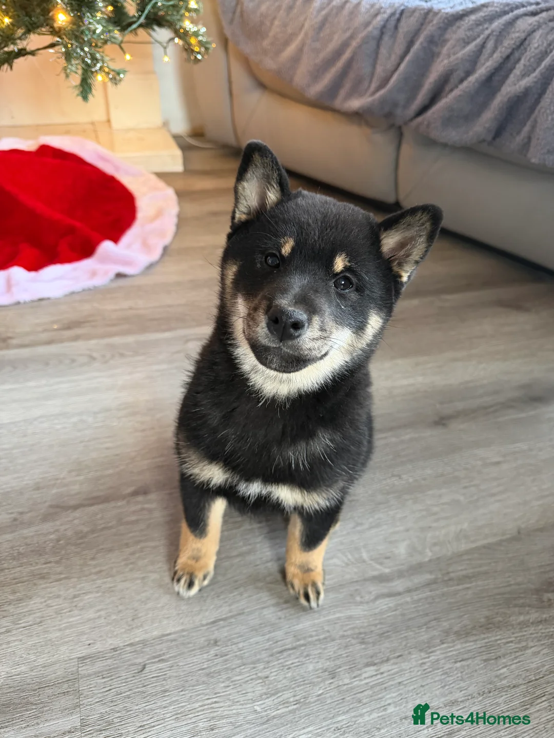 Japanese Shiba Inu dogs for sale: Japanese Shiba Inu  - Advert 7