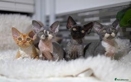 Devon Rex cats for sale: Devon Rex Kittens  - Image 2