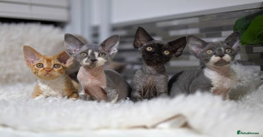 Devon Rex cats - Advert 4