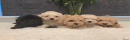 Cavapoo dogs for sale: Vet Checked F1 Cavapoo Puppies  - Advert 5