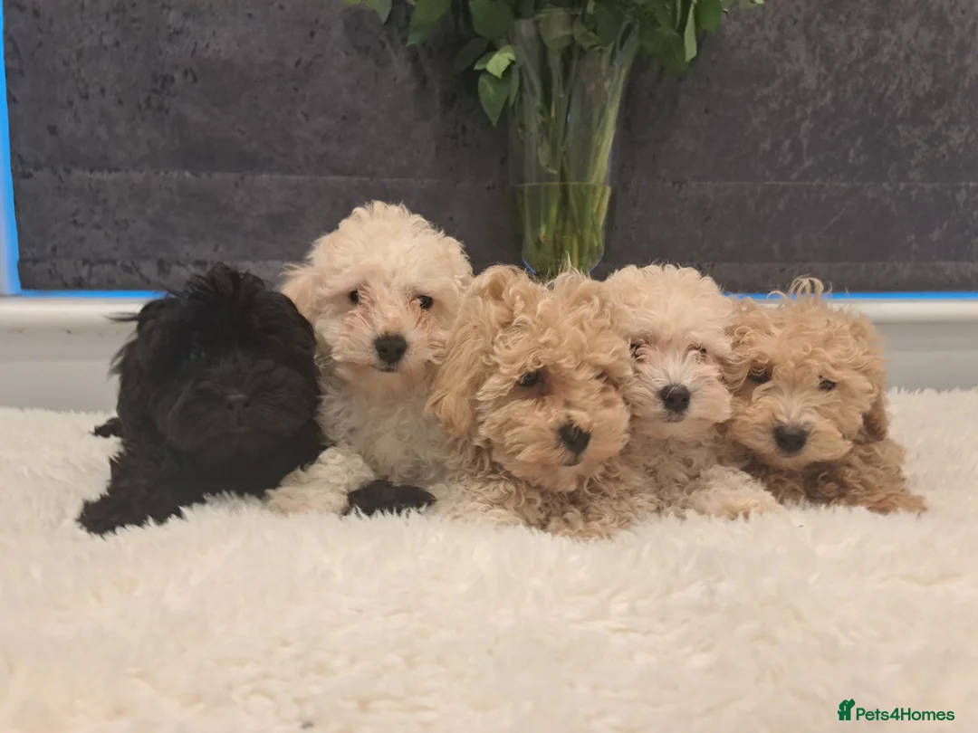 Cavapoo dogs for sale: Vet Checked F1 Cavapoo Puppies  - Advert 5