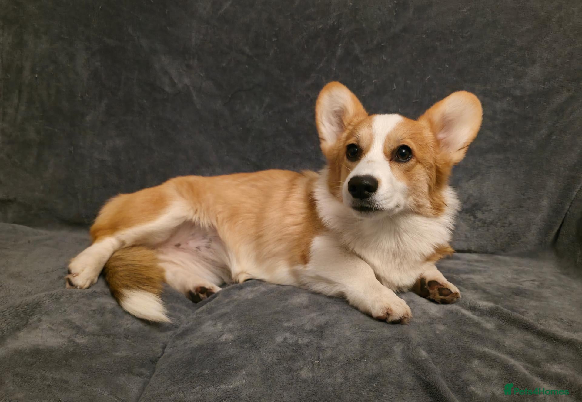 Welsh Corgi Pembroke dogs for sale: 33rd Generation Corgi Puppies – 1 Male, 1 Female - Advert 8