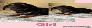 Jackshund 3