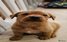 Labrador Retriever dogs for sale: ONLY 1 BEAUTIFUL KC FOX RED GIRL LAB AVAILABLE - Image 16