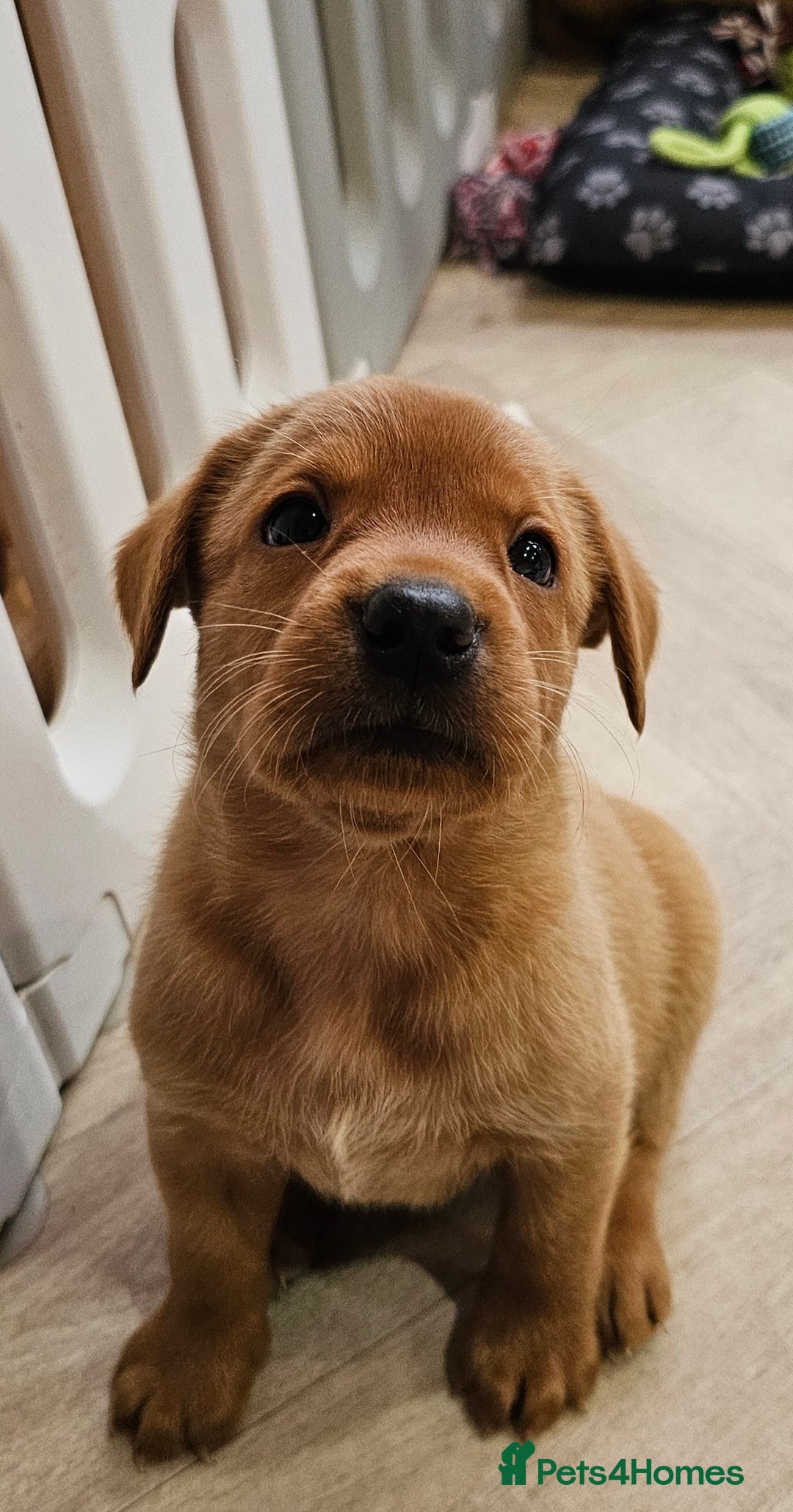 Labrador Retriever dogs for sale: ONLY 1 BEAUTIFUL KC FOX RED GIRL LAB AVAILABLE - Image 16