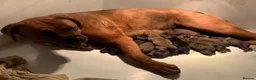 Boxer dogs for sale: Boxerx - Advert 4