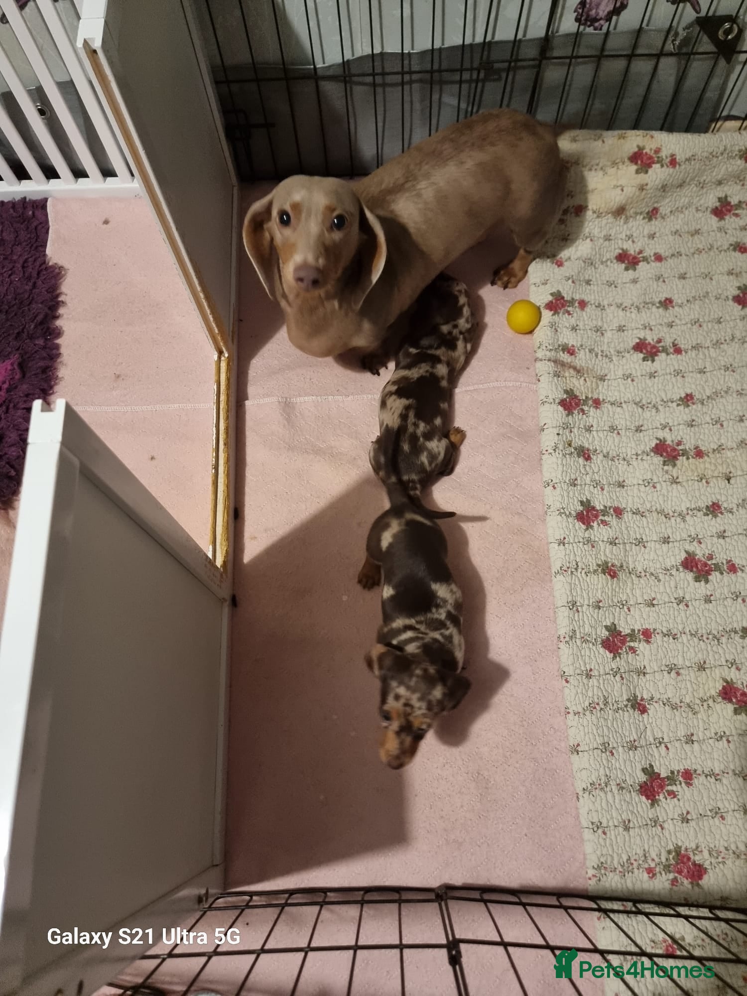 Miniature Dachshund dogs Miniature dachshund  - Advert 6