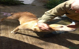 Labrador Retriever dogs for sale: 3 gorgeous yellow lab pups  - Image 8