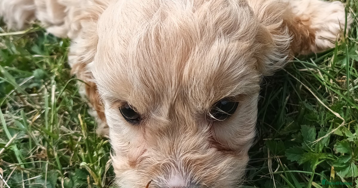 Cockapoo X Cavapoo; Cockalier-a-poo puppies for sale in Chichester ...
