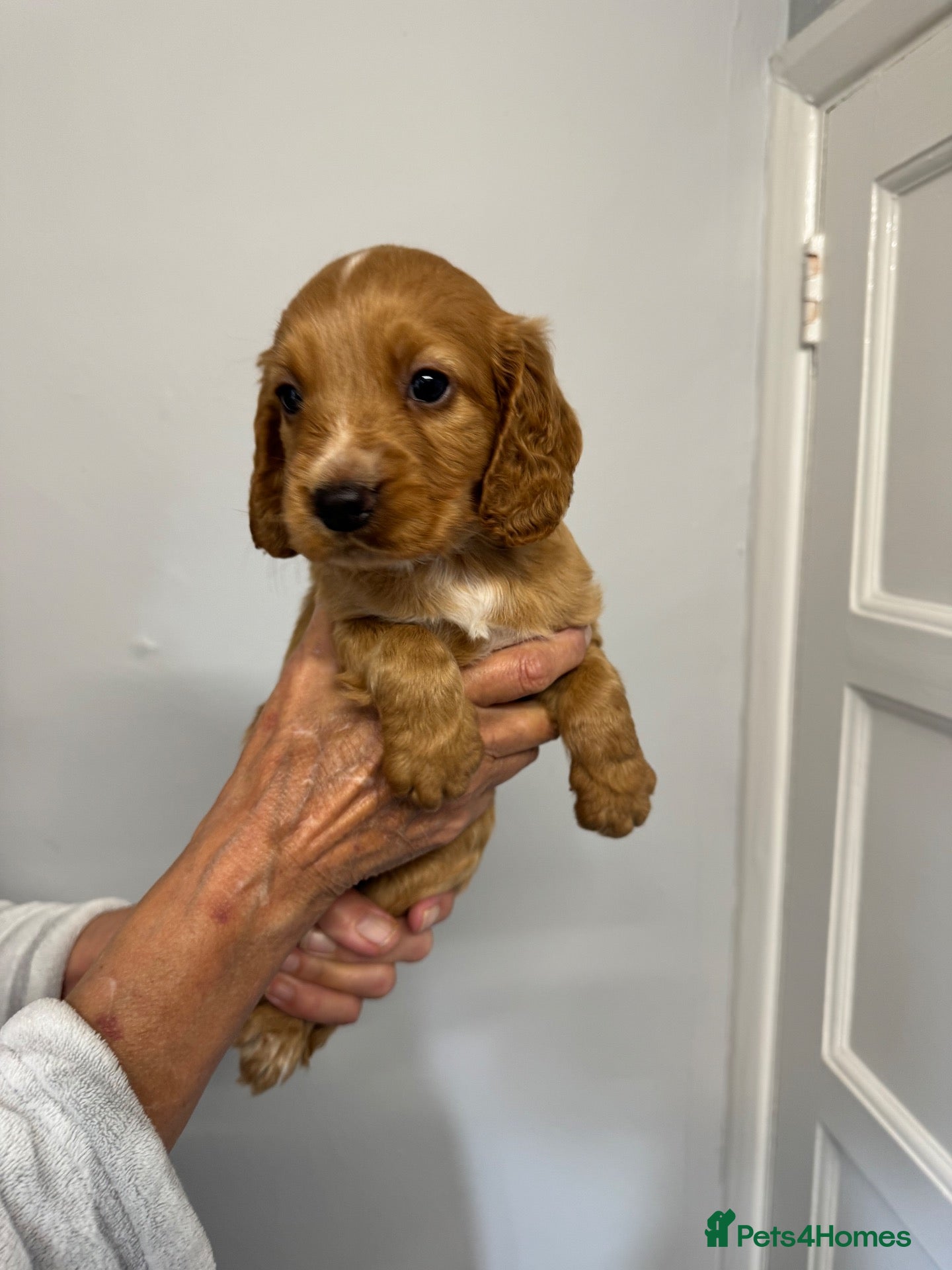 Cocker Spaniel dogs Working Kennel Club reg cocker spaniel puppies - Advert 2