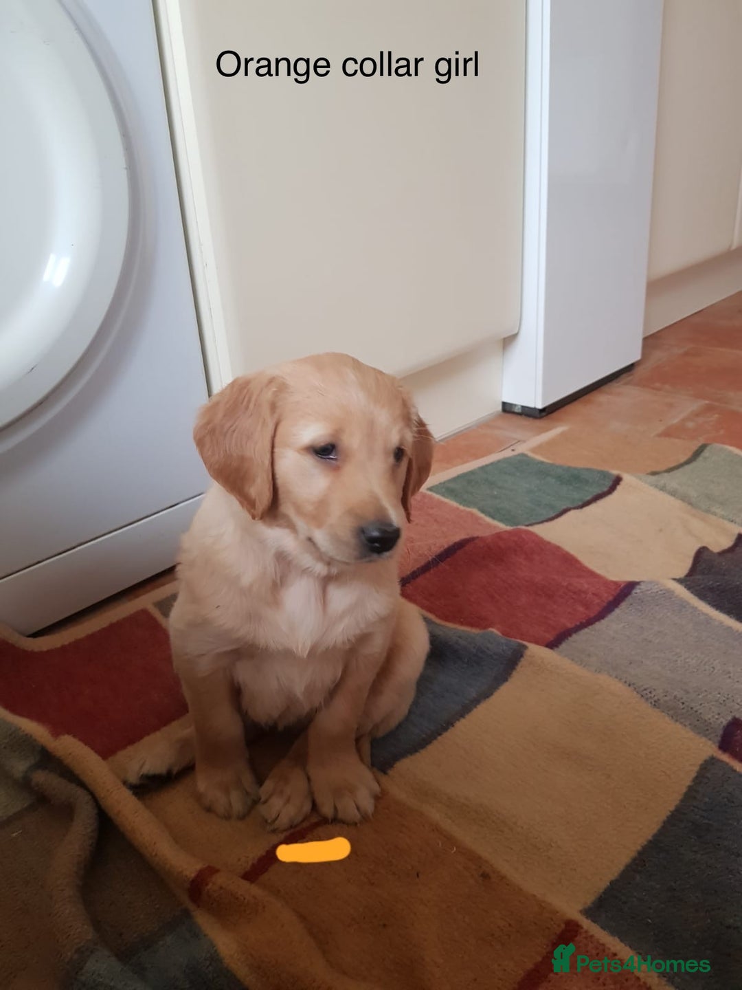 Golden Retriever dogs for sale: Beautiful KC Registered Golden Retriever Puppies  - Image 15