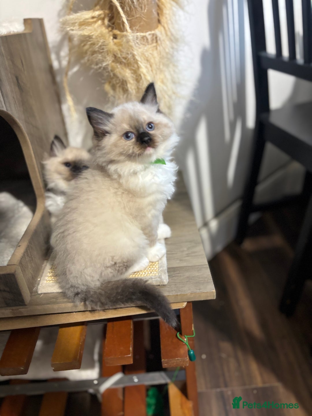 Ragdoll cats for sale: Pure Fluffy Ragdoll kittens - Advert 2