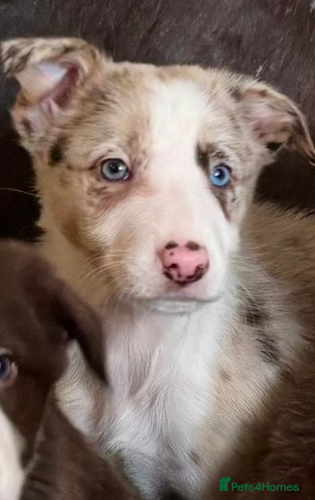 Border Collie dogs for sale: Stunning Merle Border Collie puppies.  - Image 20