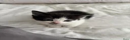 Mixed Breed cats for sale: Kittens for sale  in Northampton - Advert 10