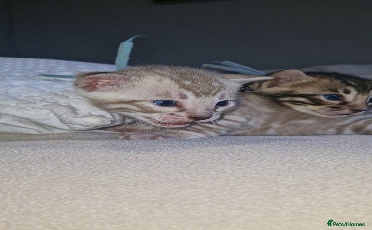 Bengal cats - Advert 10