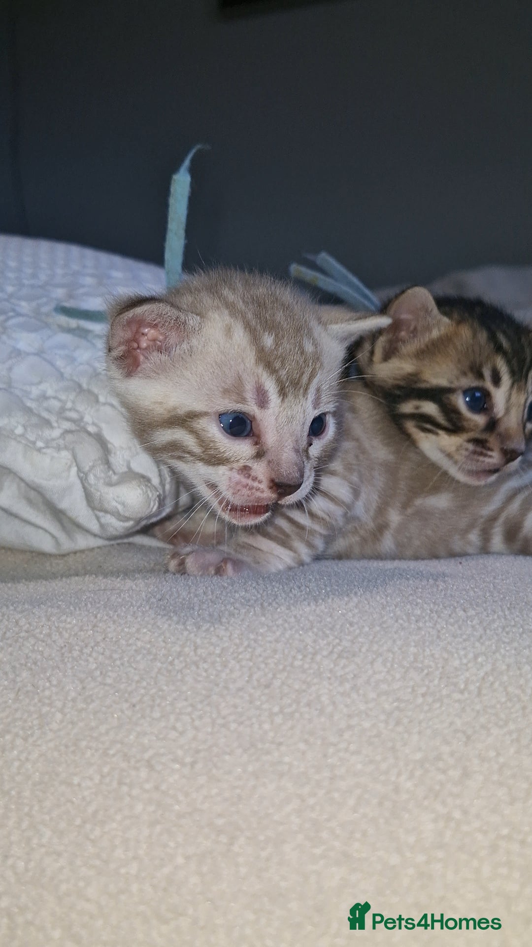 Bengal cats for sale: Pedigree Health Tested TICA Bengal Kittens - Image 1