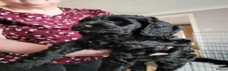 Cockapoo dogs for sale: Gorgeous cockapoo boys  - Advert 6
