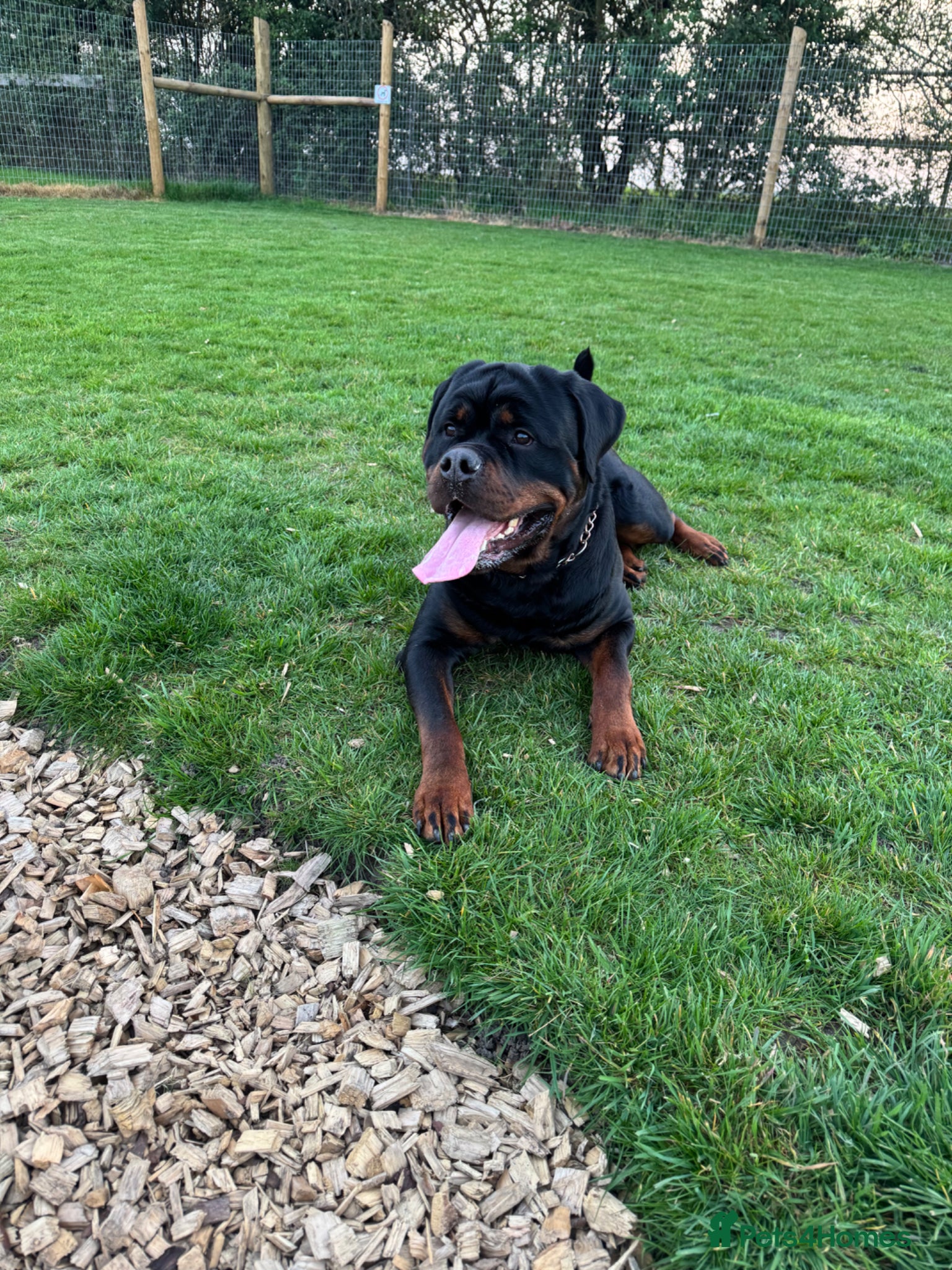 Rottweiler dogs for stud: Rottweiler for stud  - Advert 7