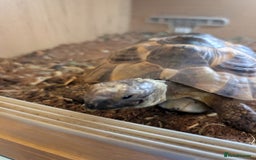 Tortoise reptiles for sale: Greek Spur thigh toirtose  - Image 3
