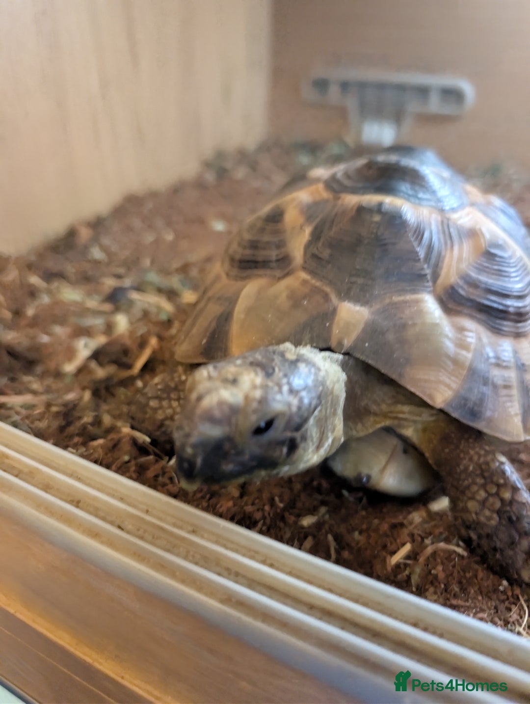 Tortoise reptiles for sale: Greek Spur thigh toirtose  - Image 3