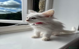 Maine Coon cats for sale: Ready Now! White Maine Coon x Ragdoll 🐱 - Image 5