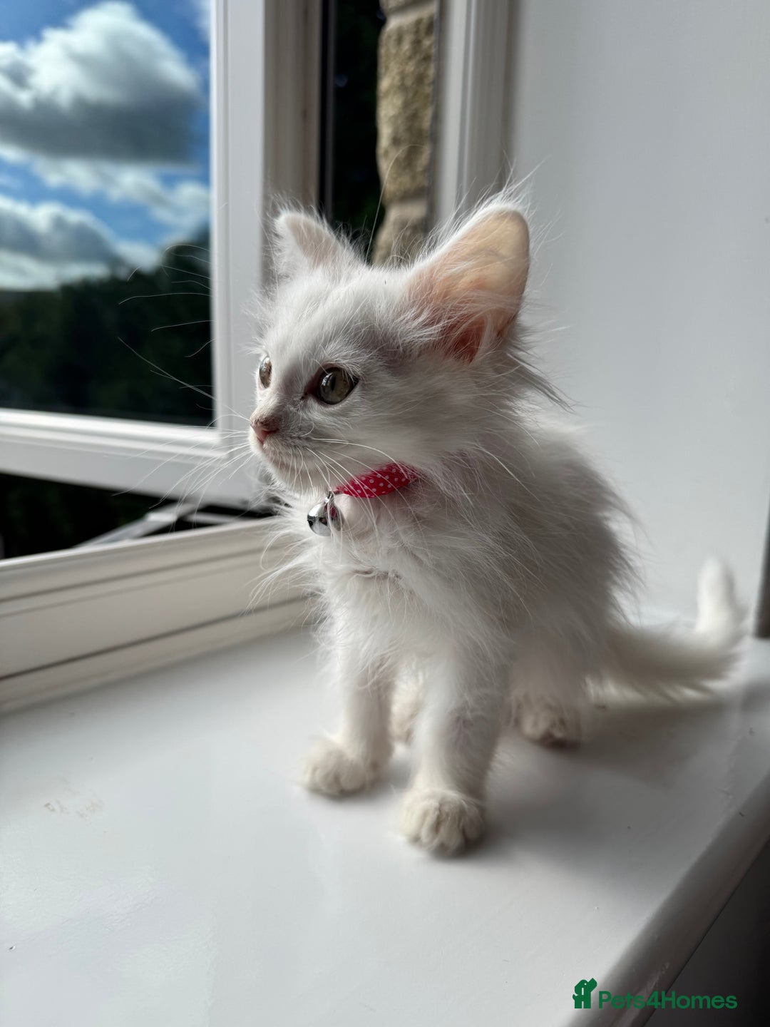 Maine Coon cats for sale: Ready Now! White Maine Coon x Ragdoll 🐱 - Image 5