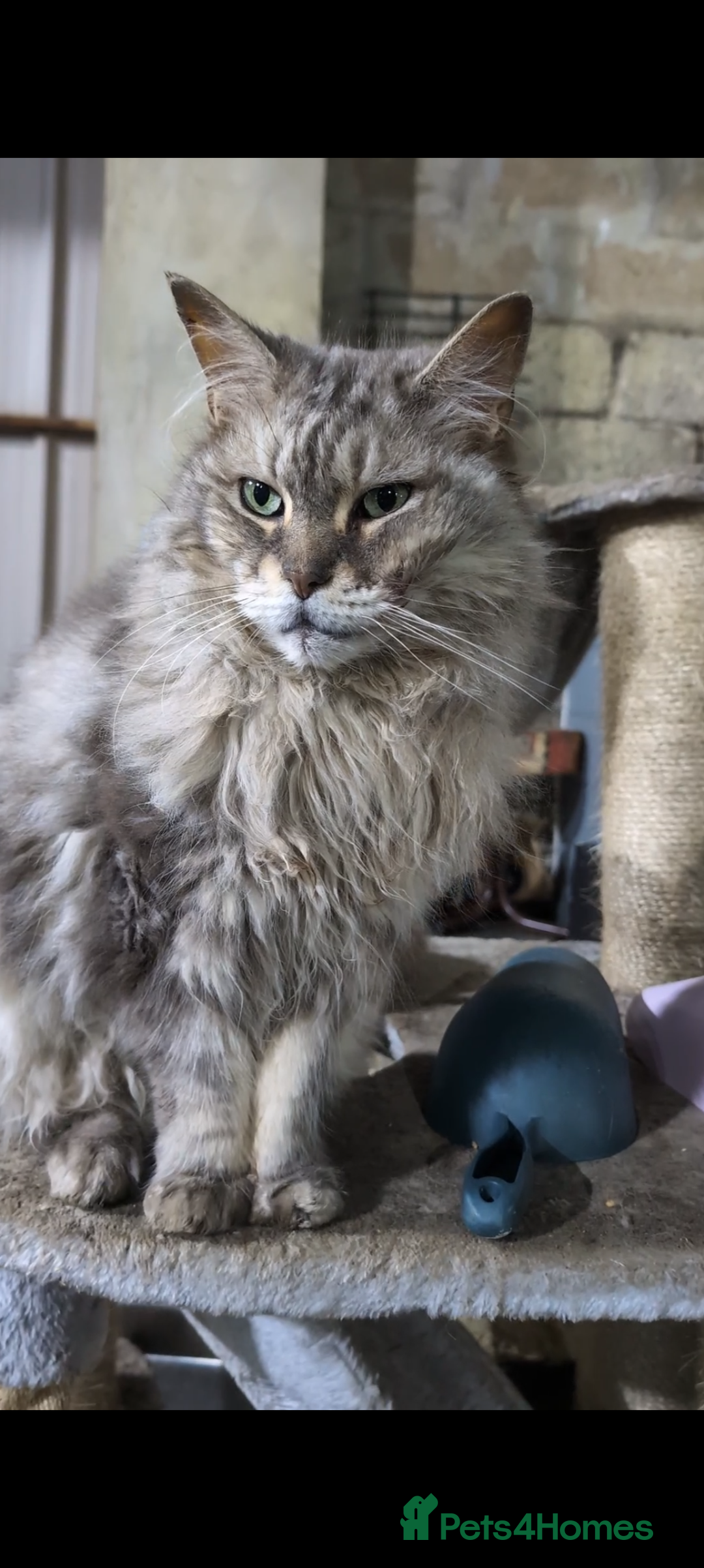 Maine Coon cats for sale: Maine Coon pedigree kittens  - Advert 10