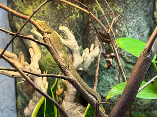 Gecko reptiles Chameleon Gecko - Advert 1