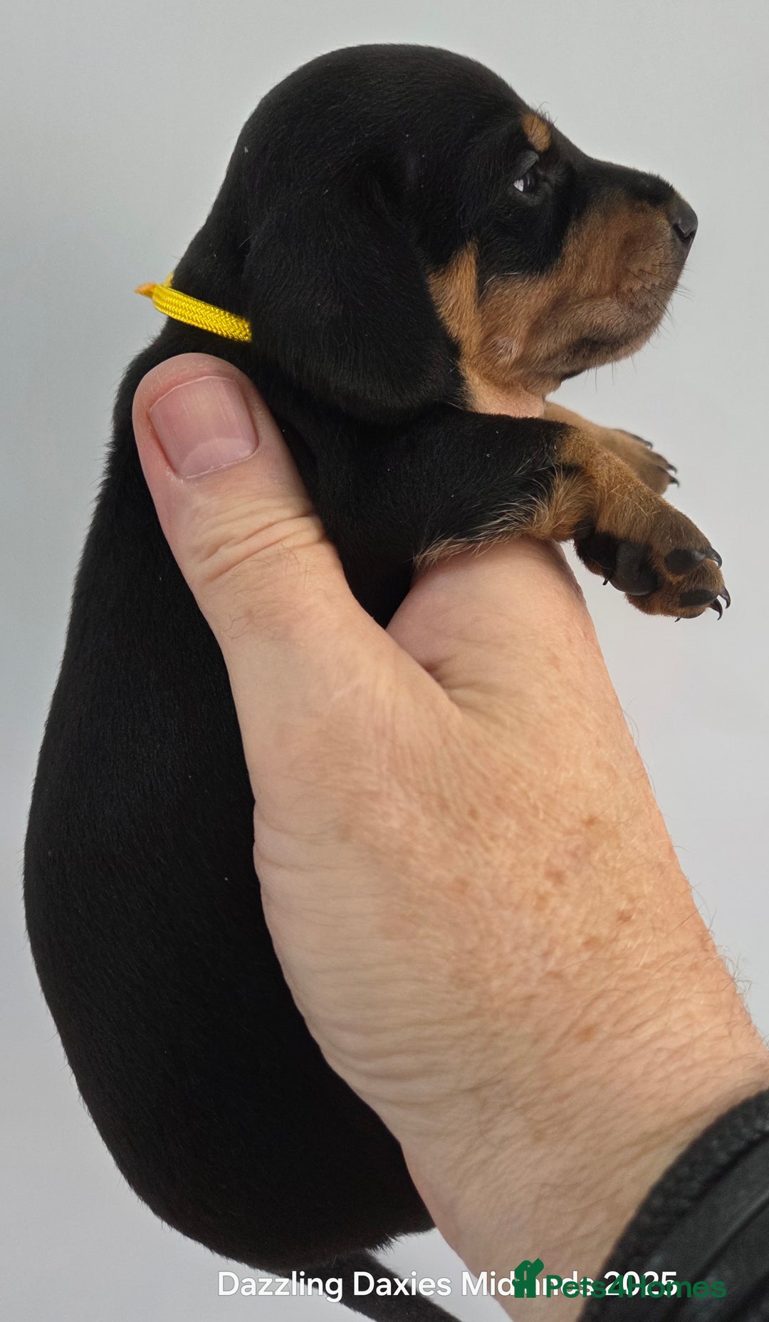 Miniature Dachshund dogs for sale: Shorthaired Minature Daschunds  - Image 3