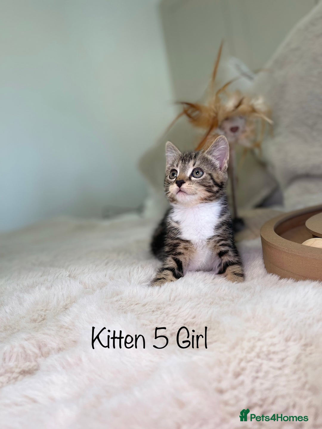 Mixed Breed cats for sale: Beautiful kittens 8 weeks old ready now  - Advert 22