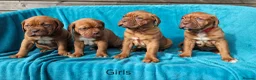 Dogue De Bordeaux dogs for sale: 9 Stunning bundles of joy - Advert 9