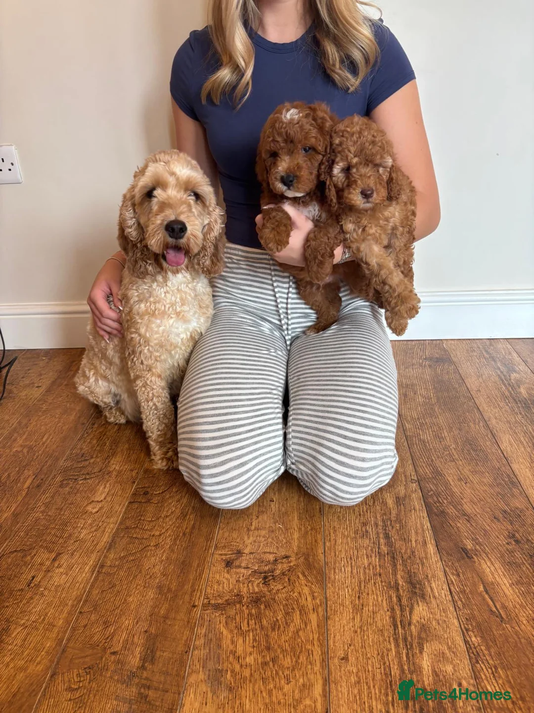 Cockapoo dogs for sale: Cockapoo puppies  - Advert 16