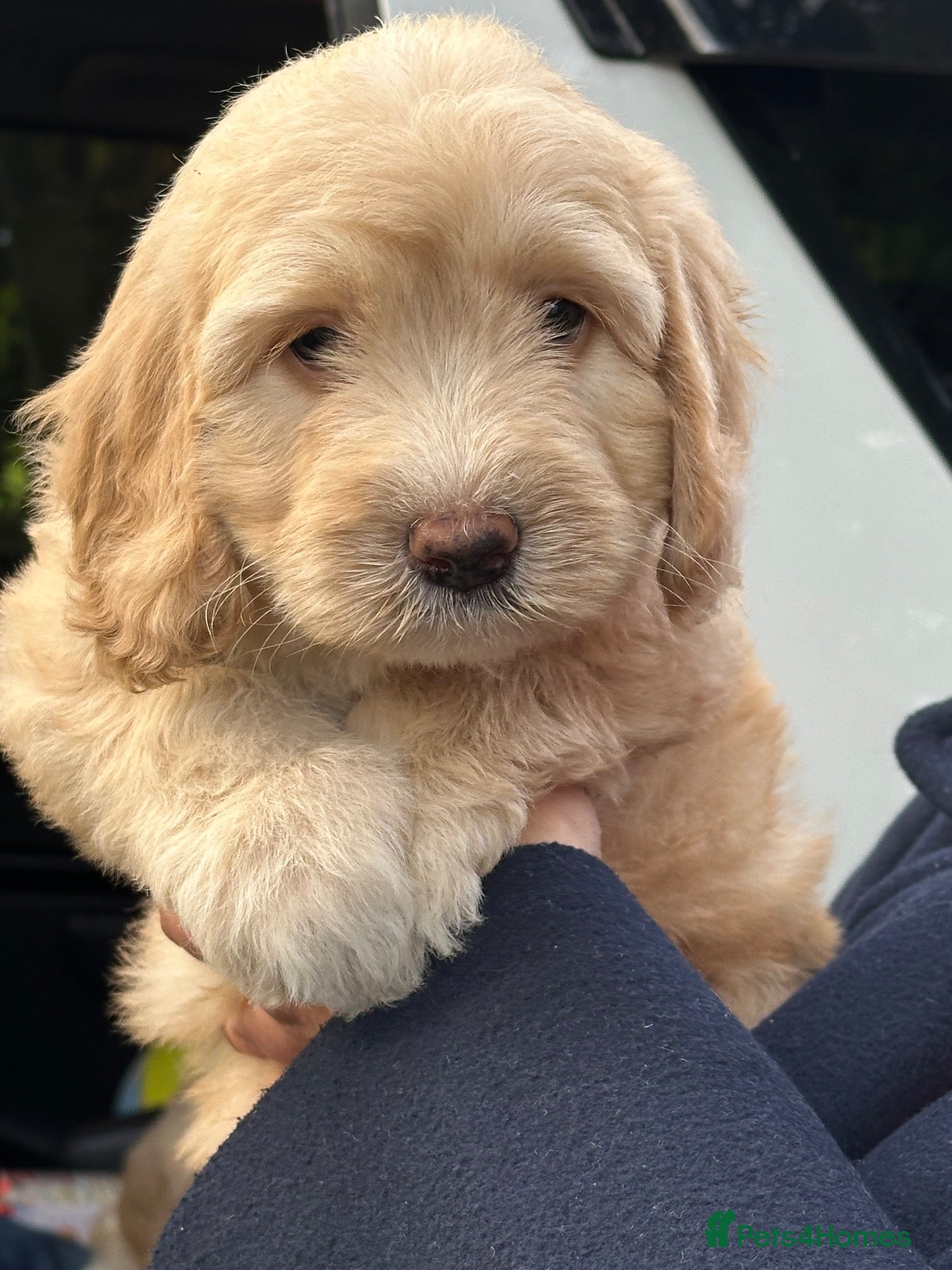 Sheepadoodle dogs Unique sheepadoodle /cockapoo hybrid  - Advert 1