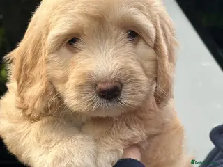Sheepadoodle dogs Unique sheepadoodle /cockapoo hybrid - Advert 1