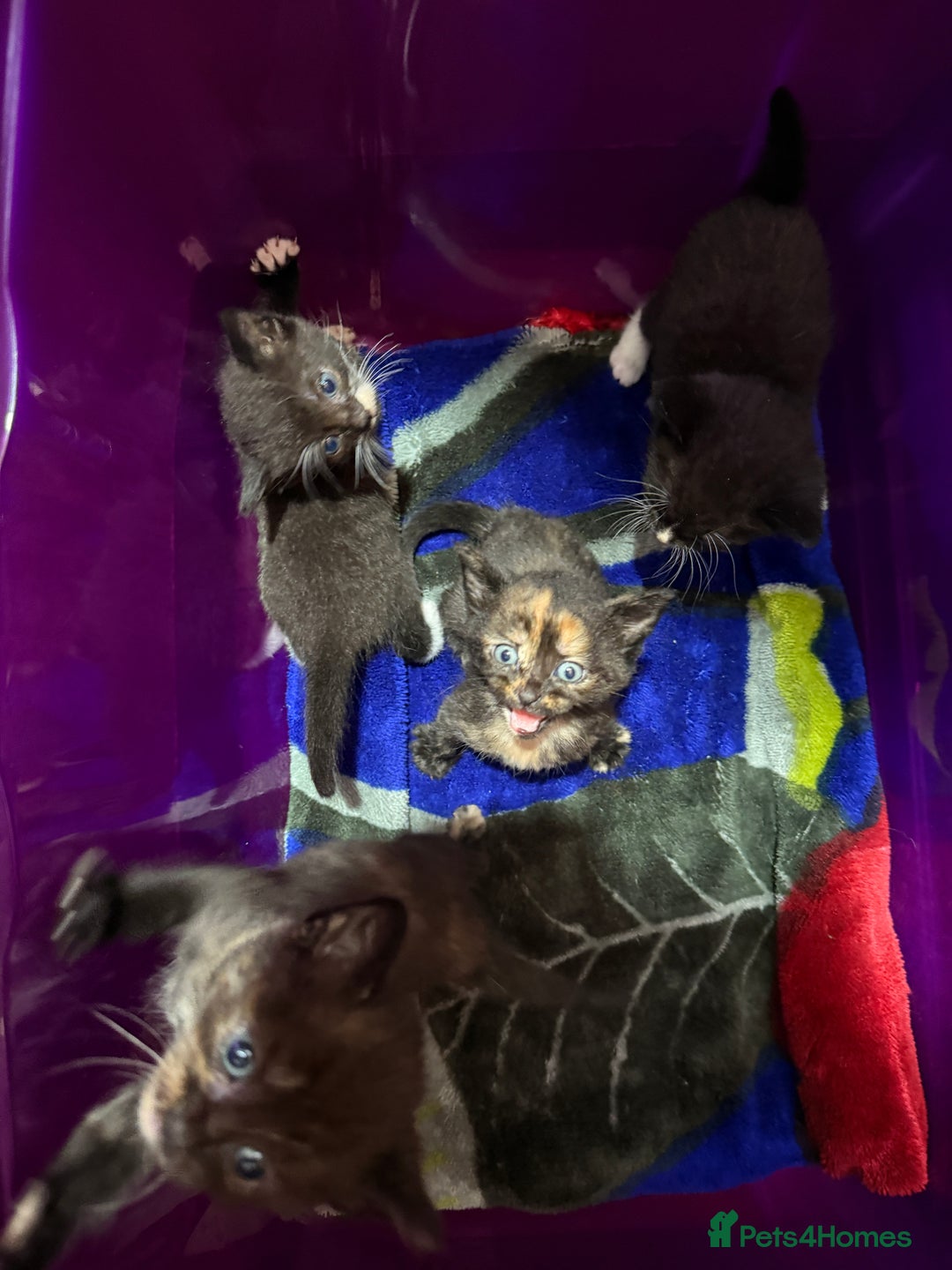 Mixed Breed cats for sale: Mix breed kittens for sale - Image 11