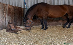 English Thoroughbred horses for sale: Fantastic thoroughbred broodmare - Image 5