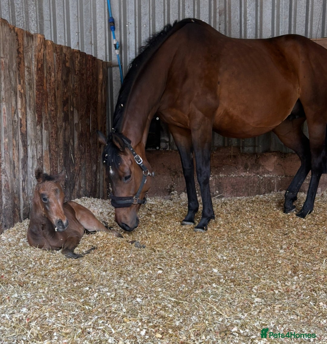 English Thoroughbred horses for sale: Fantastic thoroughbred broodmare - Image 5
