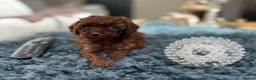 Toy Poodle dogs for sale: Adorable mini Asian poodle  - Advert 12