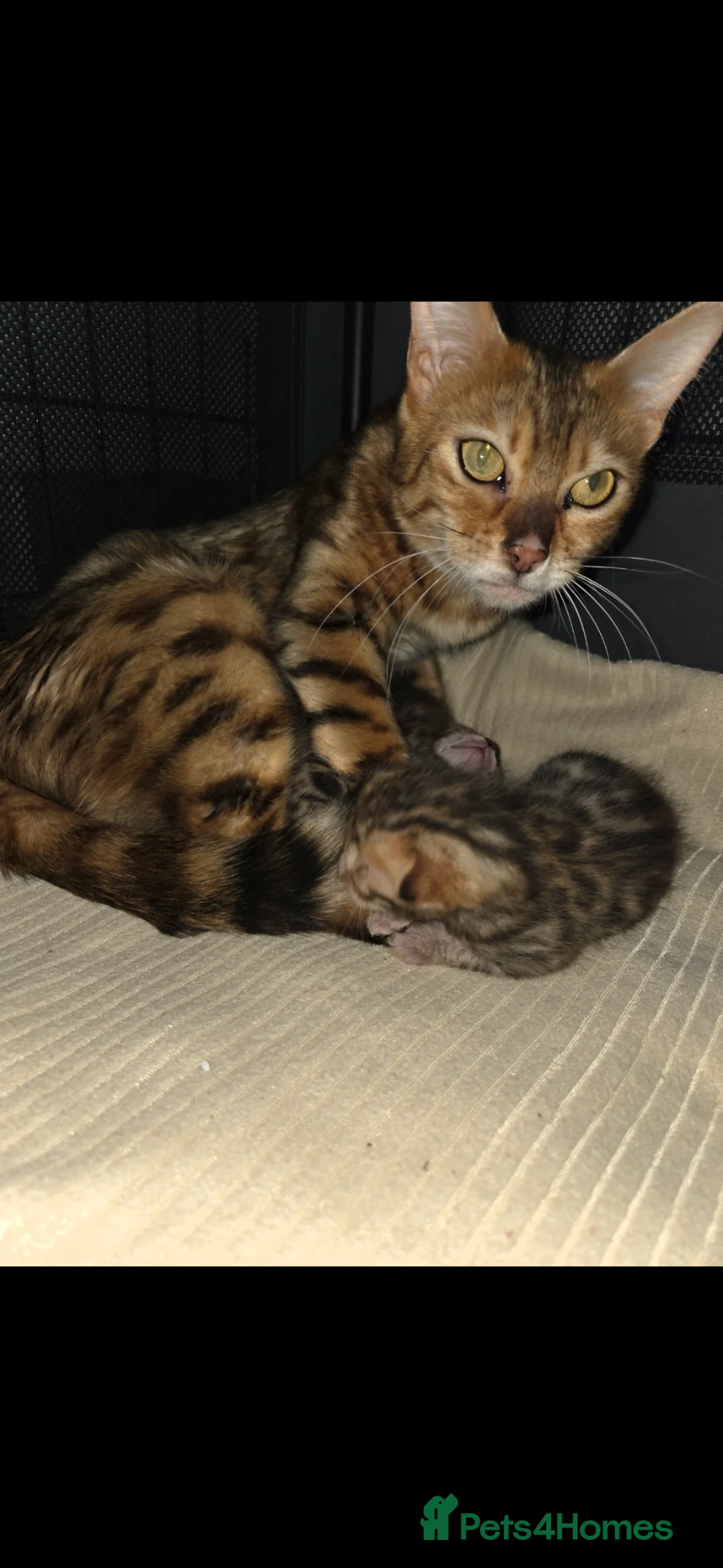 Bengal cats for sale: TICA registered full bengal kittens in Whitby - Advert 27