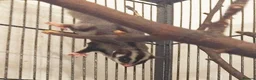 Sugar Glider rodents for sale: Bonded Pair of Sugar Gliders – Hertfordshire in St Albans - Advert 3